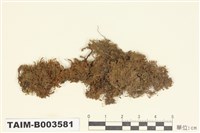 藏品(葉蘚科)的圖片